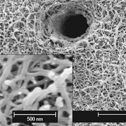 Dentina observada al microscopio