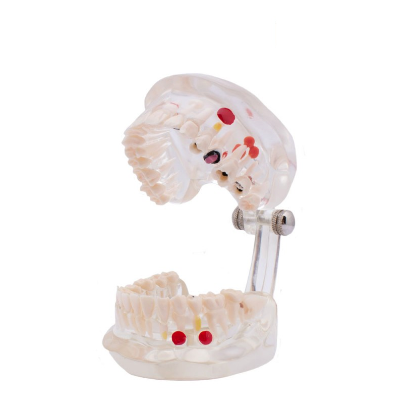 tipodonto-dental